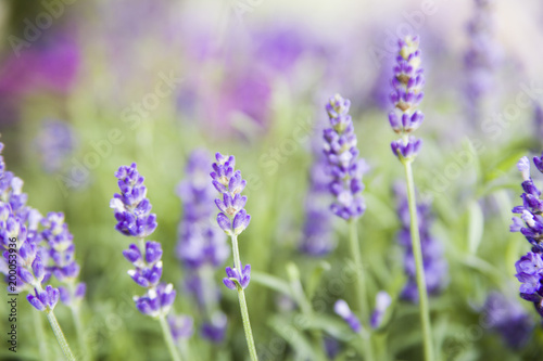 Lavender bushes closeup on evening light. Purple flowers of lavender. Provence region of france.