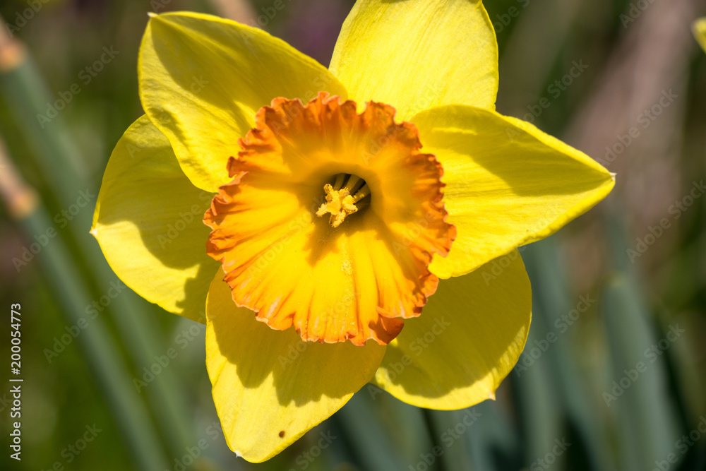 Yellow daffodil flowering in the spring day Yellow daffodil flowering in the spring day