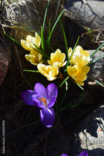 spring crocuses