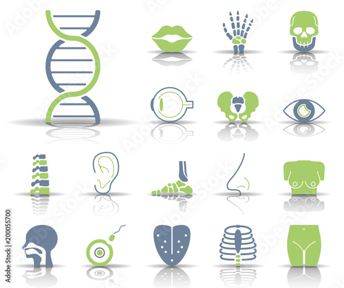 Sinnesorgane, Knochen & Gelenke - Iconset (Grün/ Grau)