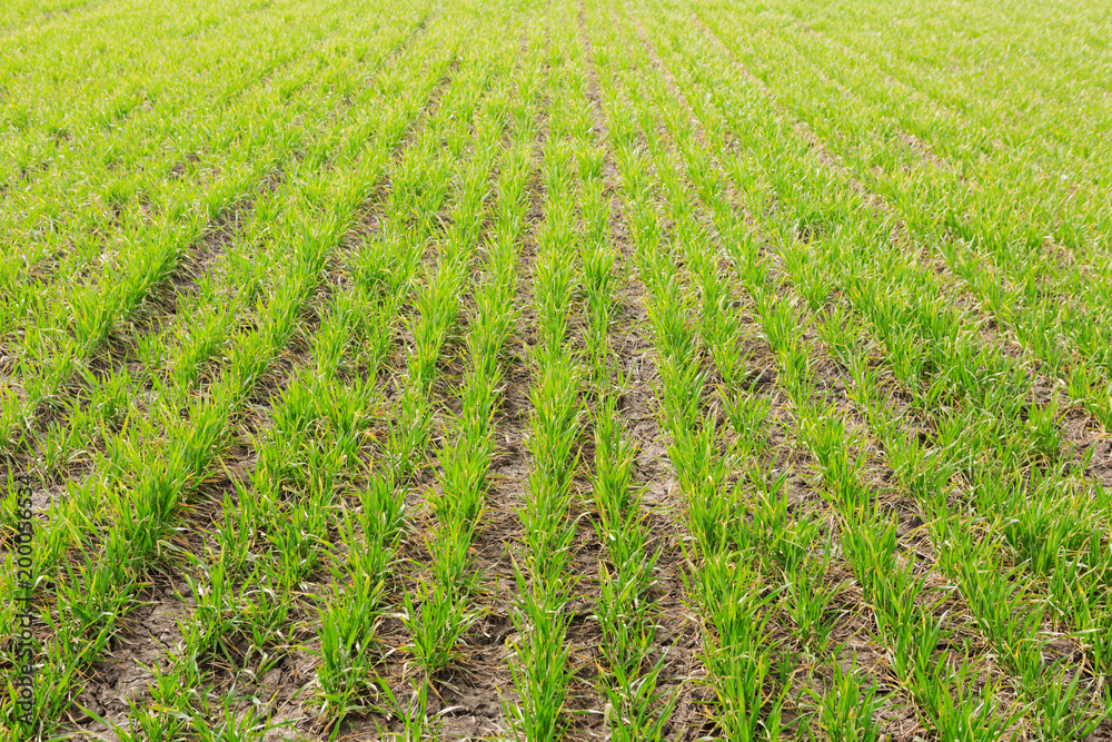 green sprouts of young winter wheat on agricultural land, picture with details green sprouts of young winter wheat on agricultural land, picture with details
