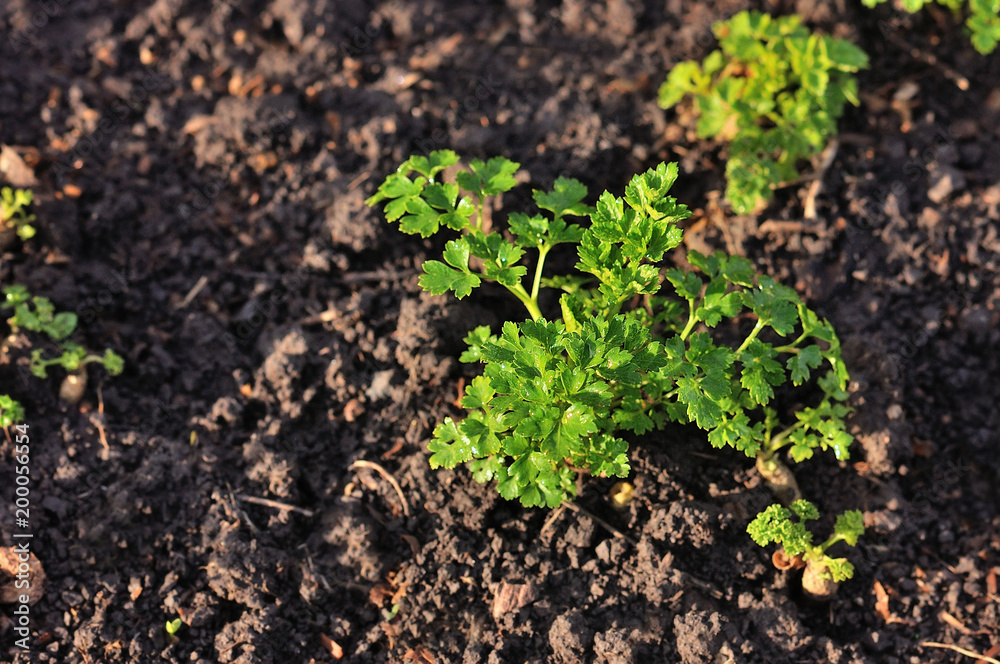 Leaves of garden parsley, Leaves of garden parsley,