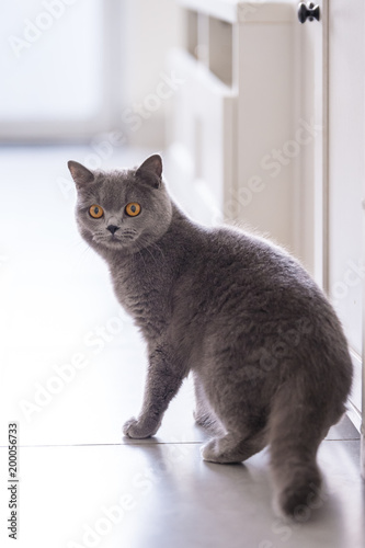 British short hair cat, indoor shooting