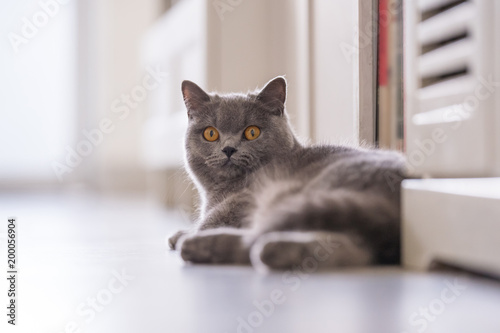 Fototapeta Naklejka Na Ścianę i Meble -  British short hair cat, indoor shooting