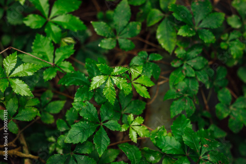 Wallpaper Mural green leaves in light Torontodigital.ca