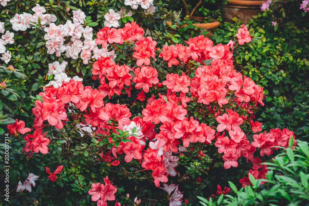 Blooming Rhododendron selection in a greenhouse. flower background Blooming Rhododendron selection in a greenhouse. flower background