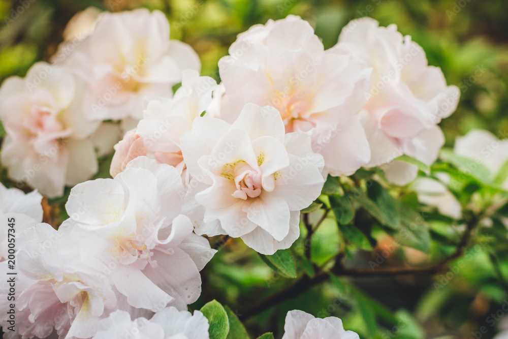 Pink Satsuki azalea blooming(Azalea Rhododendron)