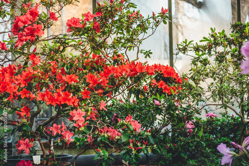 Pink Satsuki azalea blooming(Azalea Rhododendron)