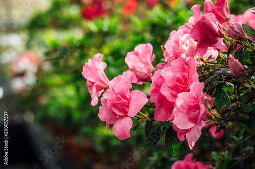 Pink Satsuki azalea blooming(Azalea Rhododendron)