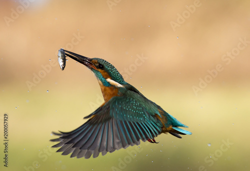 Kingfisher © Wayne