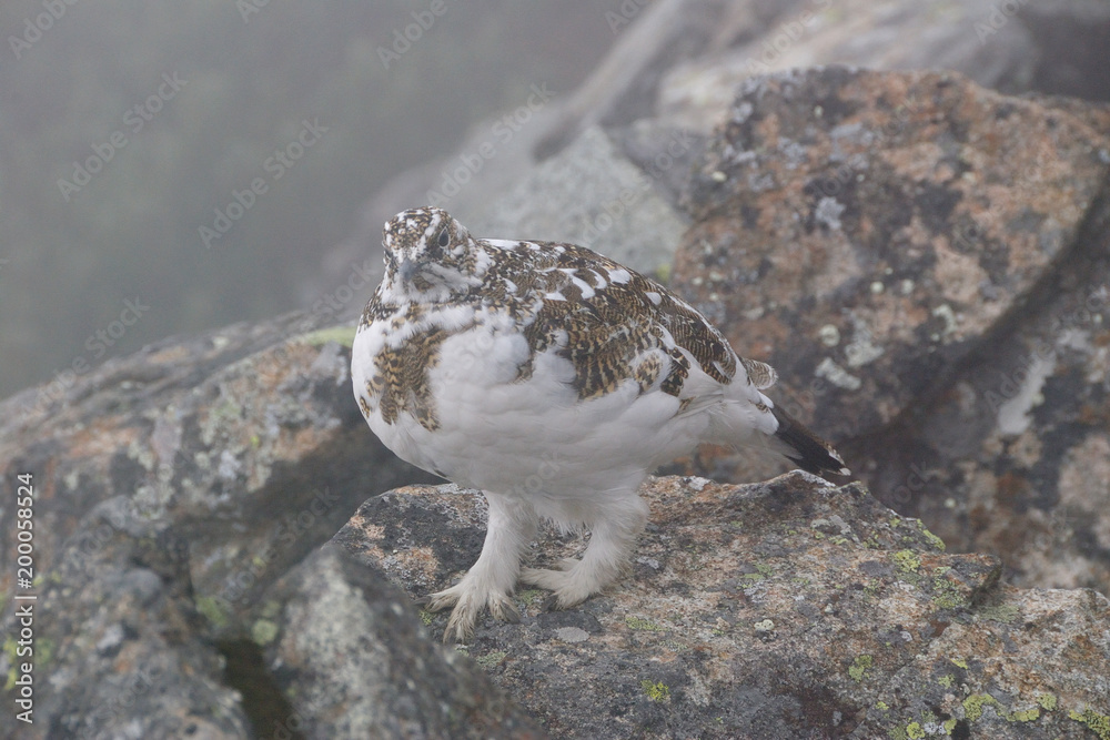 Obraz premium a snow grouse, a ptarmigan in winter coat / 夏毛から冬毛へ衣替えのライチョウ(メス)