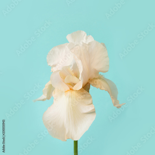 Fototapeta Naklejka Na Ścianę i Meble -  White iris on pastel blue. Summertime. Close up