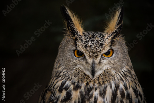 A Long-eared Owl (Asio otus) portrait with dark background.
