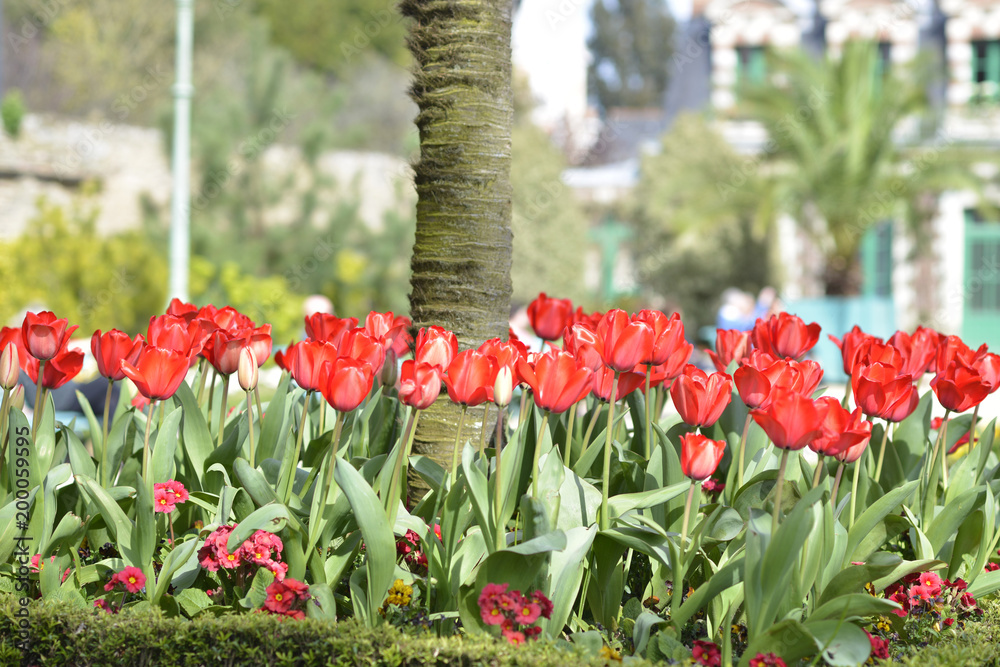 Obraz premium massif de tulipes rouges