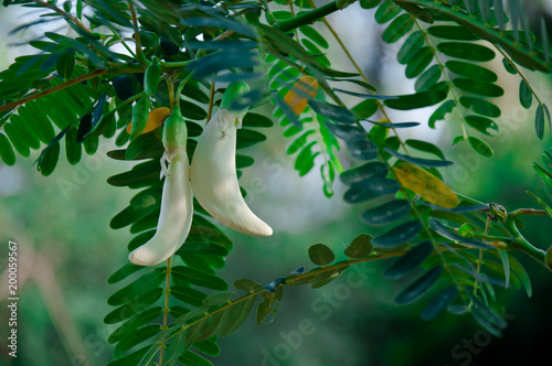 Sesbania grandiflora plants provide many benefits. And used as food photo