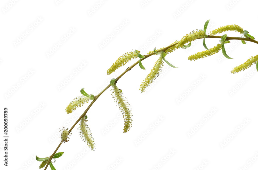 Fototapeta premium Young weeping willow twig with buds, flowers isolated on white background, with clipping path