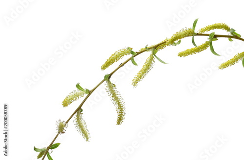 Young weeping willow twig with buds, flowers isolated on white background, with clipping path