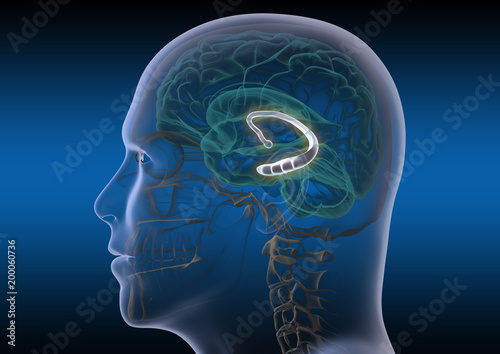 Hippocampus_II