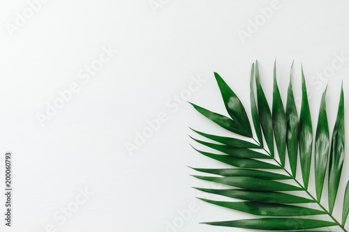 Green palm leave on white background