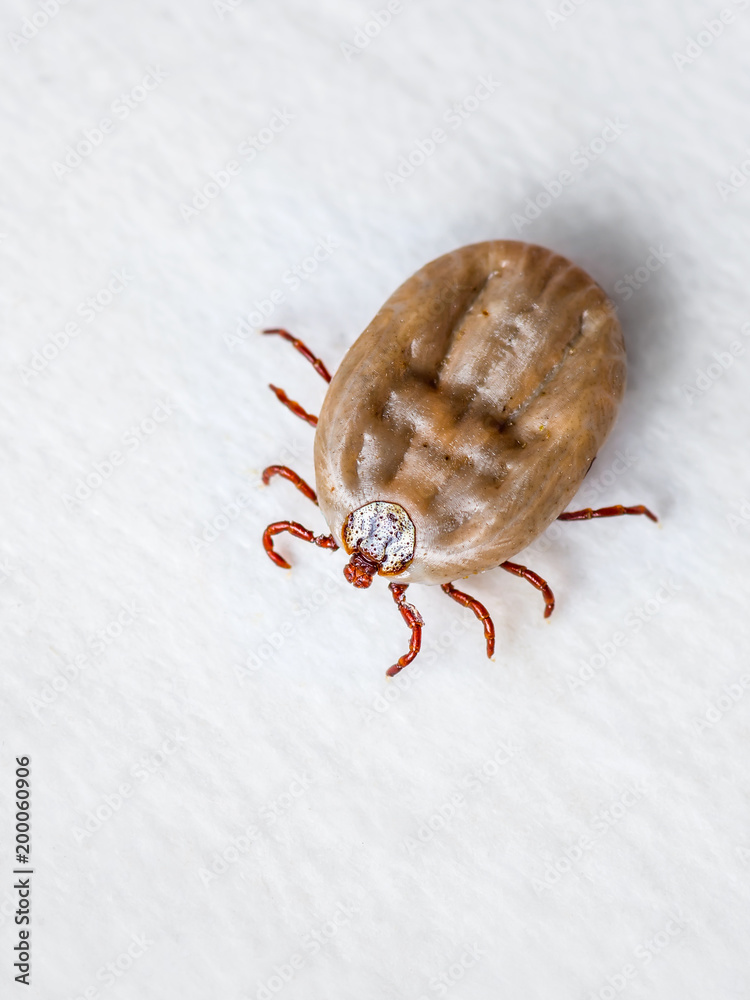 Encephalitis Virus or Lyme Disease Infected Tick Arachnid Insect Pest Crawling on White Background Encephalitis Virus or Lyme Disease Infected Tick Arachnid Insect Pest Crawling on White Background