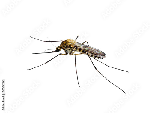 Yellow Fever, Malaria or Zika Virus Infected Mosquito Insect Isolated on White