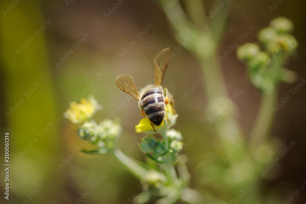 bee collects nectar from Potentilla erecta, Tormentilla erecta, Potentilla laeta, Potentilla tormentilla, tormentil, septfoil, erect cinquefoil yellow small wildflowers melliferous plants bee collects nectar from Potentilla erecta, Tormentilla erecta, Potentilla laeta, Potentilla tormentilla, tormentil, septfoil, erect cinquefoil yellow small wildflowers melliferous plants