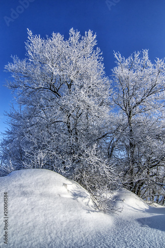Obraz na płótnie Vertical winter background with frozen trees in snow w salonie