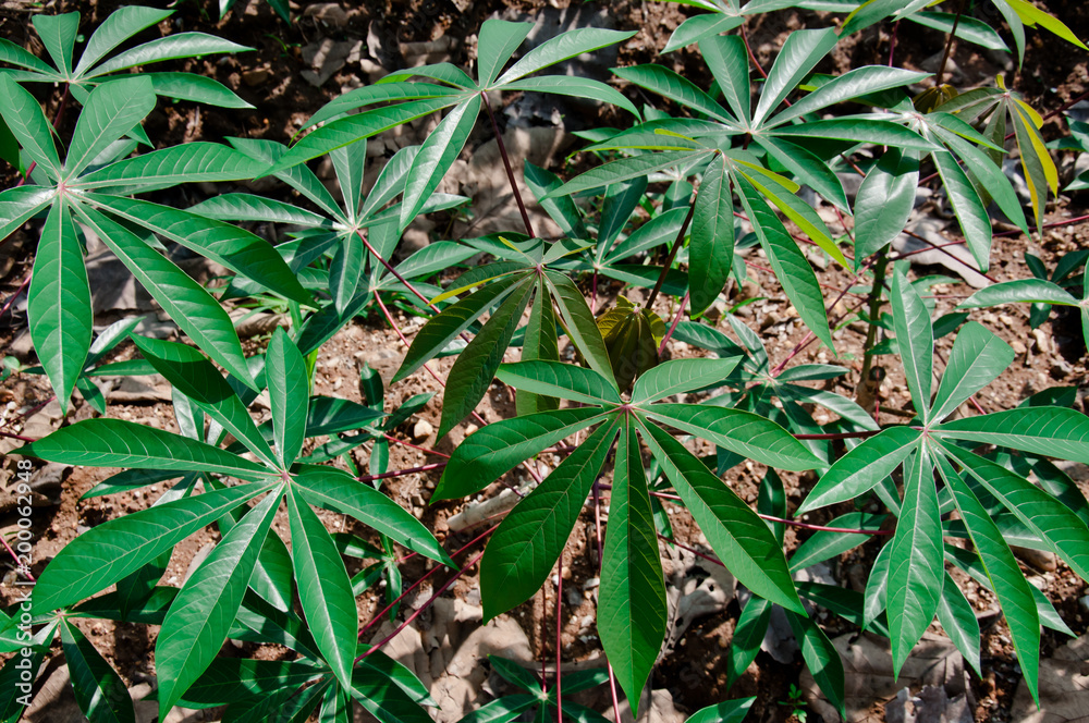 The cassava growers are growing. The cassava growers are growing.