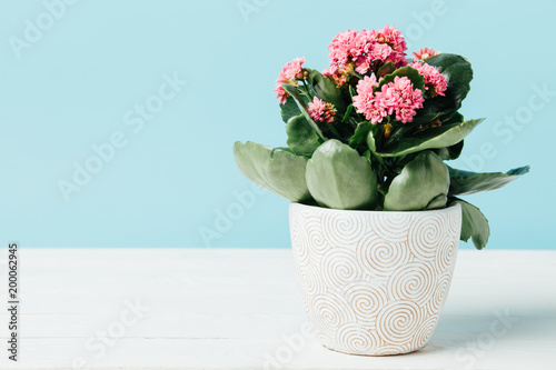close up view of pink kalanchoe flowers in flowerpot on wooden tabletop isolated on blue