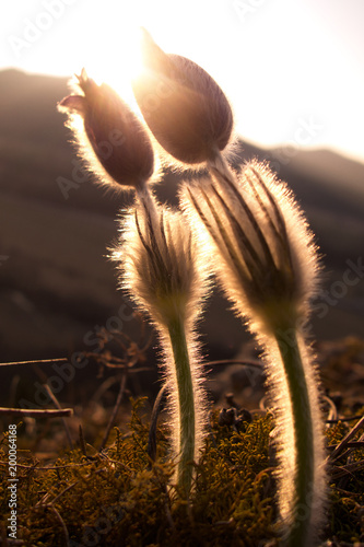 Purple soft blossom pale pasqueflower in sunset rocks photo