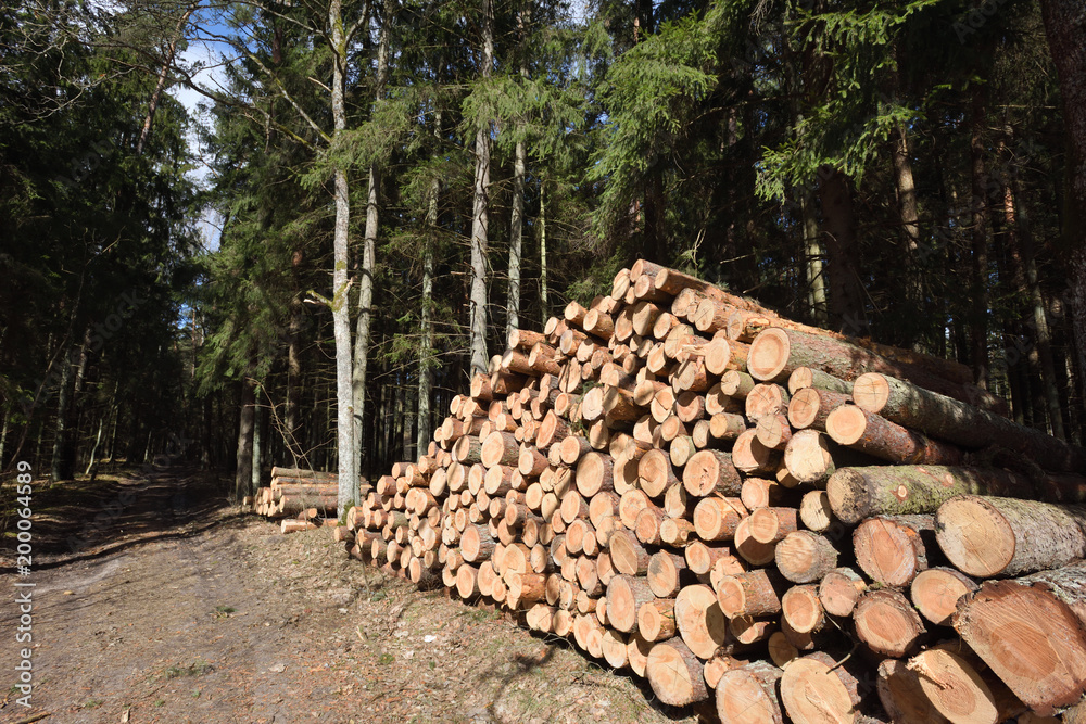 Timber industry. Cut tree trunks in the forest