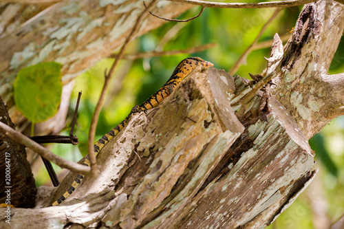 Tropical lizard on Koh Poda