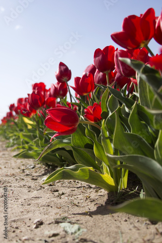 red tulip from graden in Turkey, Cumra. 