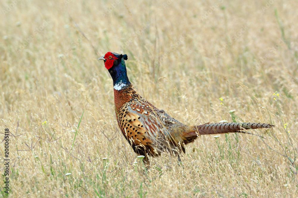 Fototapeta premium Ring-necked pheasant (Phasianus colchicus)