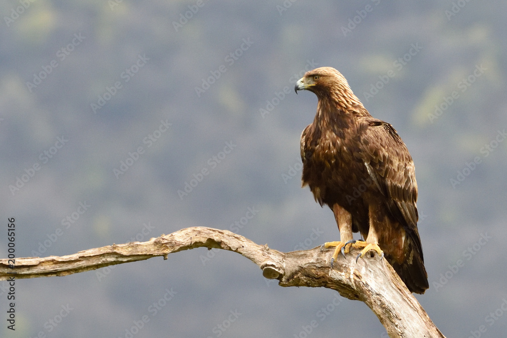 Golden Eagle on a Branch Golden Eagle on a Branch