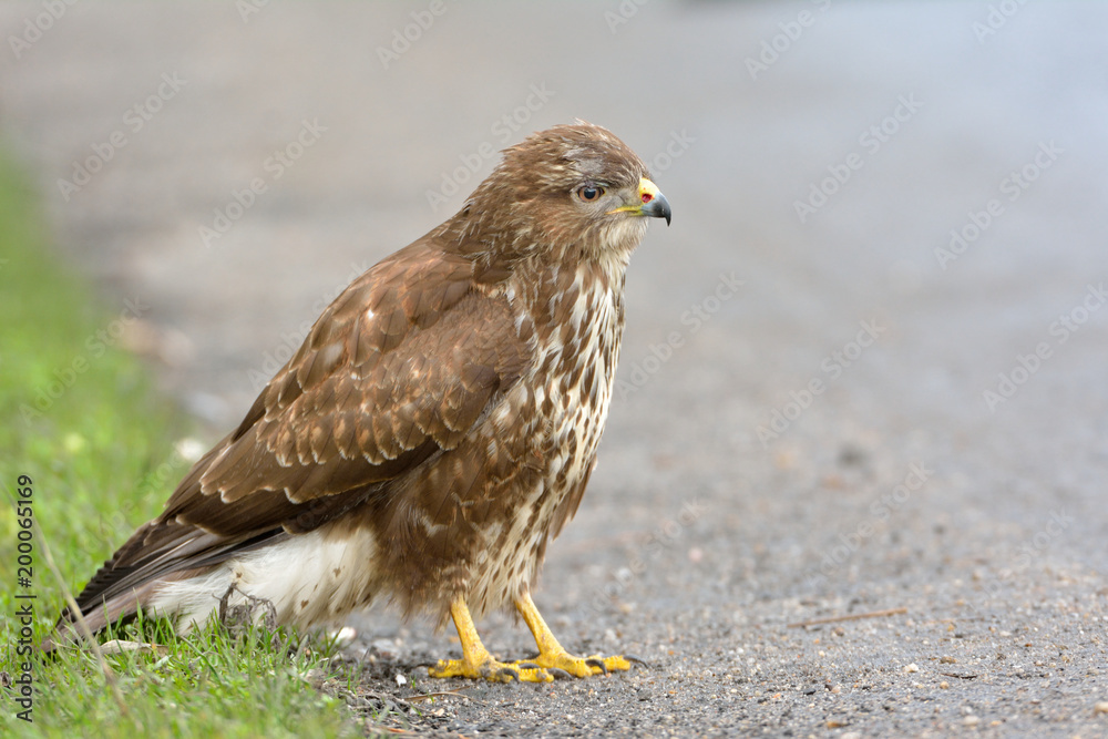 Common Buzzard (Buteo buteo) on the Ground Common Buzzard (Buteo buteo) on the Ground
