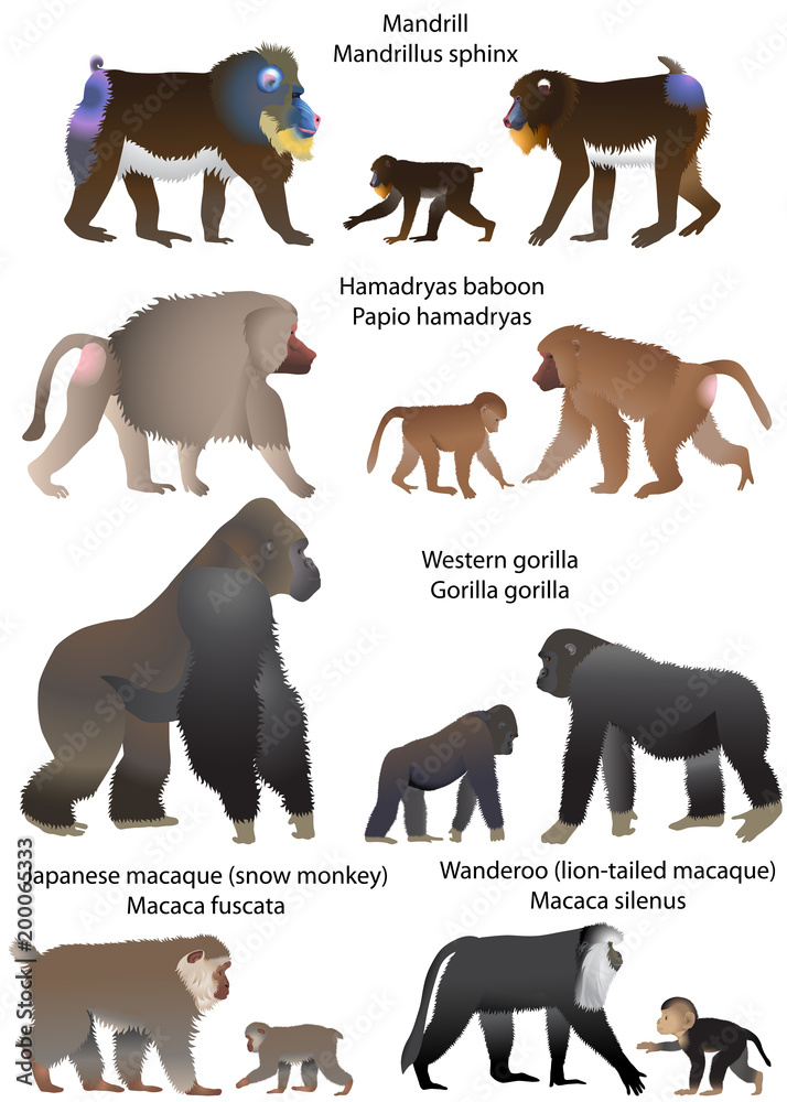 Fototapeta premium Zbiór małp żyjących na terenie Afryki i Azji: wanderoo (makak lwa), makak japoński (małpa śnieżna), goryl, pawian hamadryas, mandryl
