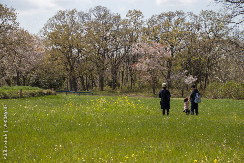 Spring of Akimoto Ranch in Chiba Prefecture, Japan Spring of Akimoto Ranch in Chiba Prefecture, Japan
