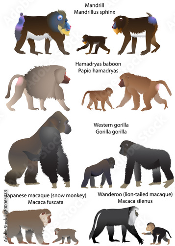 Collection of monkeys living in the territory of Africa and Asia: wanderoo (lion-tailed macaque), japanese macaque (snow monkey), gorilla, hamadryas baboon, mandrill