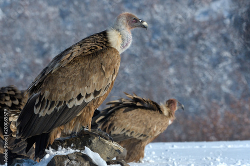 Griffon Vulture Resting on a Rock, in Mountains, in Winter