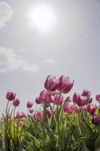 pink tulips from graden in Turkey, Cumra