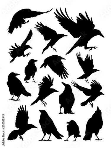 Rook, crow, raven birds animal detail silhouette. Vector, illustration. Good use for symbol, logo, web icon, mascot, sign, or any design you want.