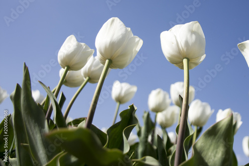 white tulips from graden in Turkey, Cumra
