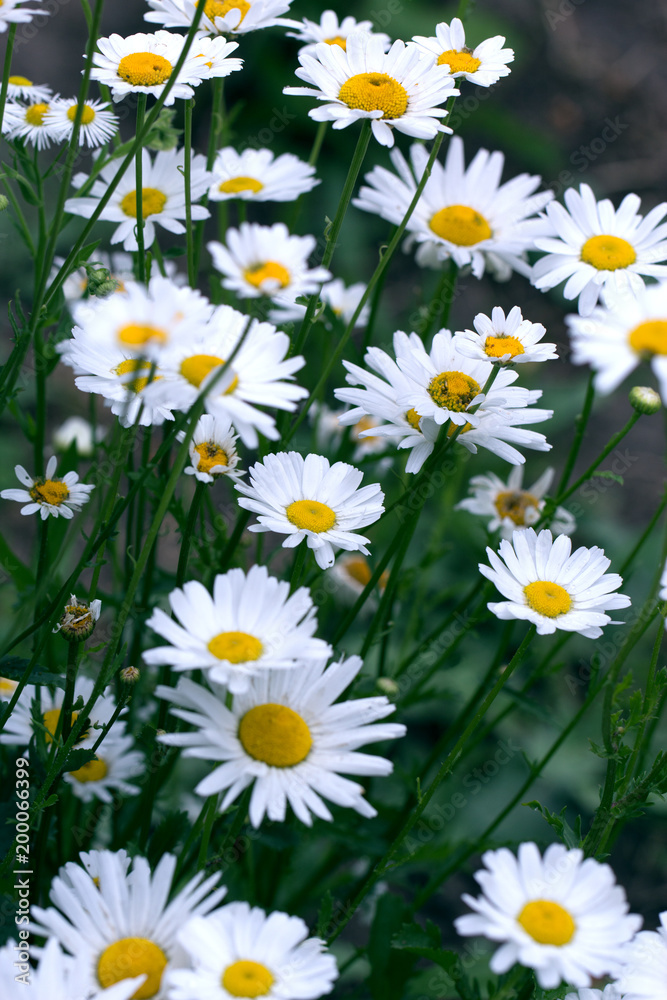 Obraz premium Chamomile field flowers border. Beautiful nature scene with blooming medical chamomilles