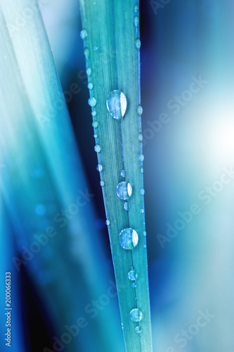 Green grass background. Drop of dew in morning on leaf. Nature Background.