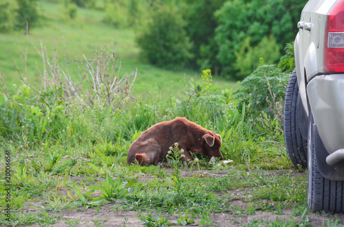    stray dog. Hungry dog. Unnecessary. Homeless.