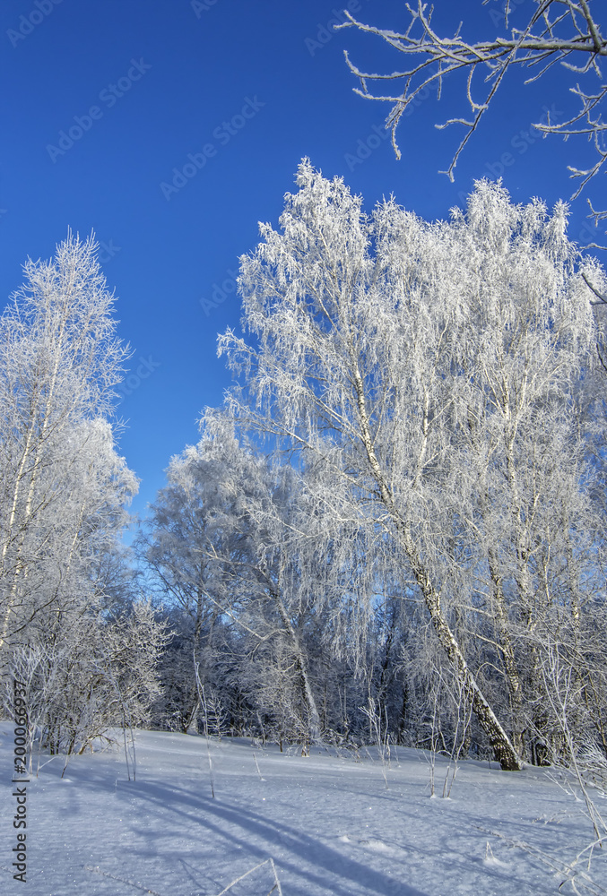Blue winter background with frozen trees in snow field
