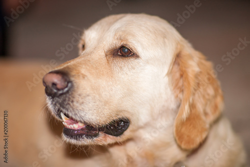 Yellow Labrador Retriever dog outdoor portrait © sichkarenko_com