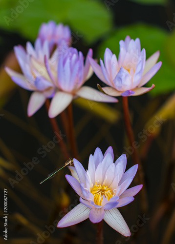 Nice blooming lotus flower