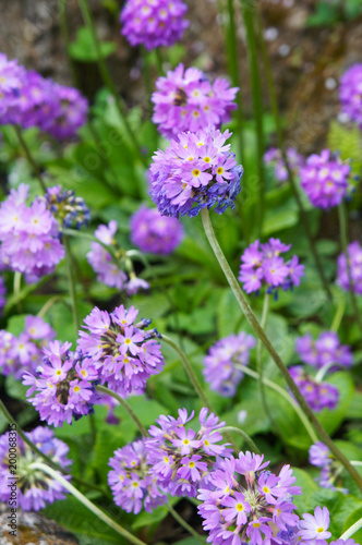 Primula denticulata or drumstick primula purple spring flowers 
